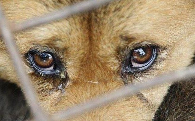 Народні депутати планують посилити відповідальність за жорстоке поводження з тваринами