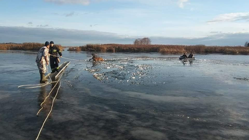 Под Киевом спасли оленя, провалившегося под лед: фото и видео