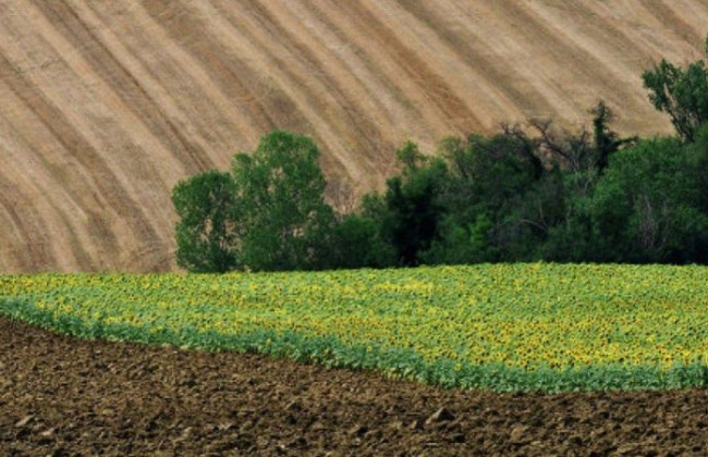 Земельна реформа: у Раді проходять парламентські слухання