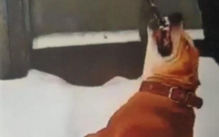 Под Киевом пьяная женщина натравила собаку на людей