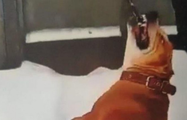 Под Киевом пьяная женщина натравила собаку на людей