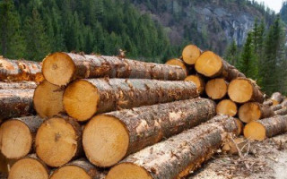 Законність вирубки лісів зможе відстежити кожен українець