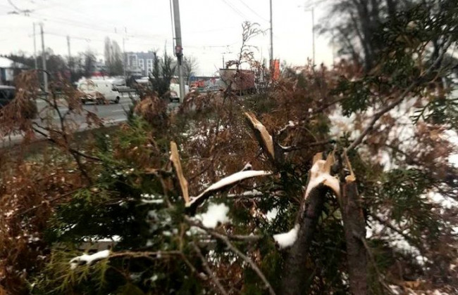 В столице вандалы уничтожили елки, фото