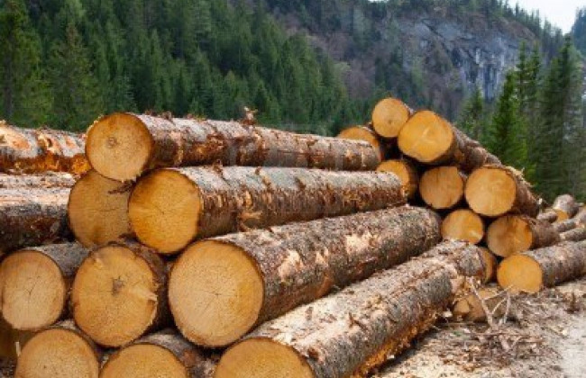 Законність вирубки лісів зможе відстежити кожен українець