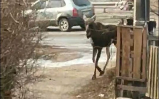Киевлян удивил лось, который бродит по столице: фото