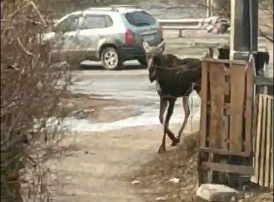 Киевлян удивил лось, который бродит по столице: фото