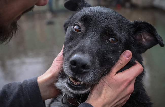 На Черкащині пенсіонер заколов собаку вилами