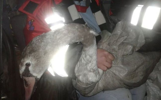 Под Киевом провели операцию по спасению раненого лебедя