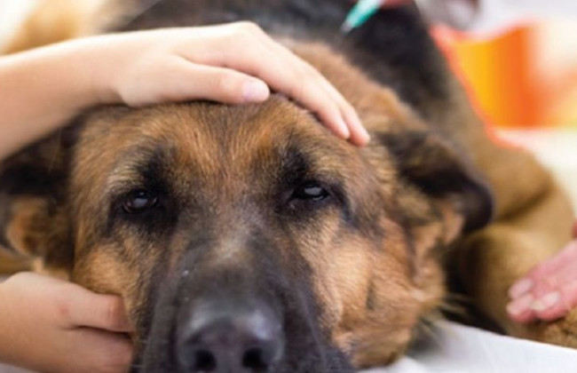 В Киеве неизвестные рассыпали отраву для собак