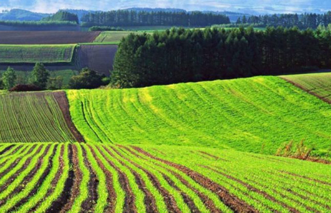 У Раді повідомили про долю законопроекту щодо ринку землі