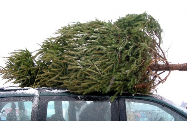 Где в Киеве можно сдать новогодние елки после праздников: адреса
