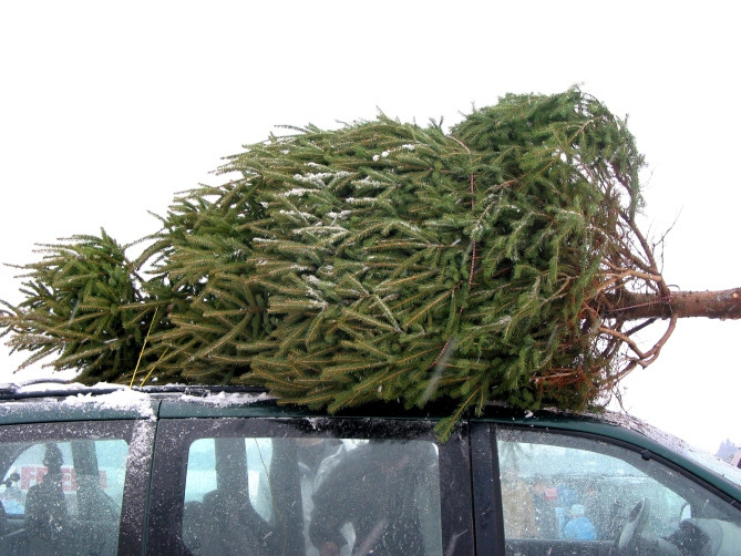 Где в Киеве можно сдать новогодние елки после праздников: адреса
