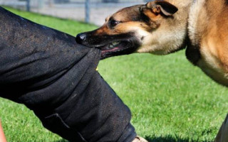 Пенсионера искусали бойцовские собаки за неправильную парковку