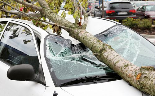 ВС встановив, хто має нести відповідальність за шкоду внаслідок падіння дерева на автомобіль
