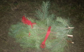 На Київщині оштрафували вандала, який рубав ялинки