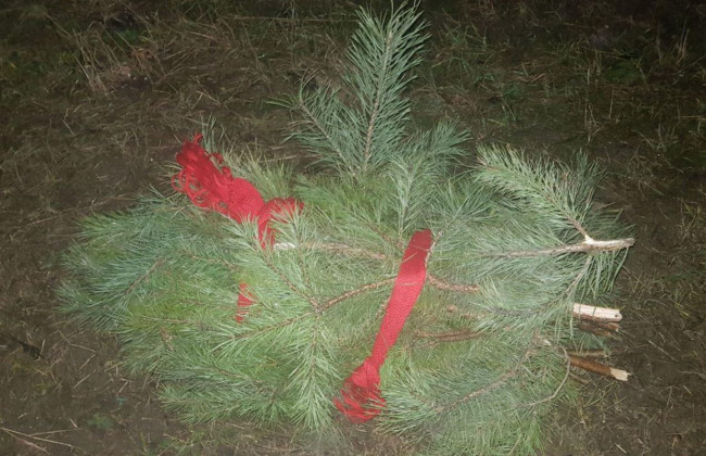 На Київщині оштрафували вандала, який рубав ялинки