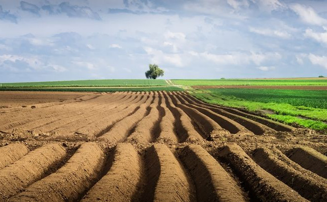 Аграрный комитет Рады рекомендовал принять закон о рынке земли