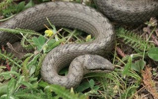 Аномальне тепло у грудні: у столиці прокинулись змії