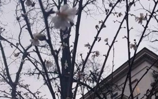 В Киеве перед Новым годом расцвела сакура: впечатляющие фото
