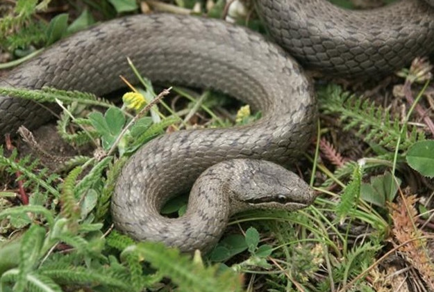Аномальне тепло у грудні: у столиці прокинулись змії