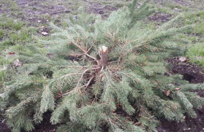 Сносят ели: киевлян предупредили о дерзких вандалах