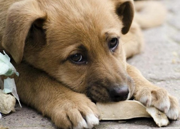 Жорстоко убив собаку: суд розгляне справу щодо обвинувачення киянина