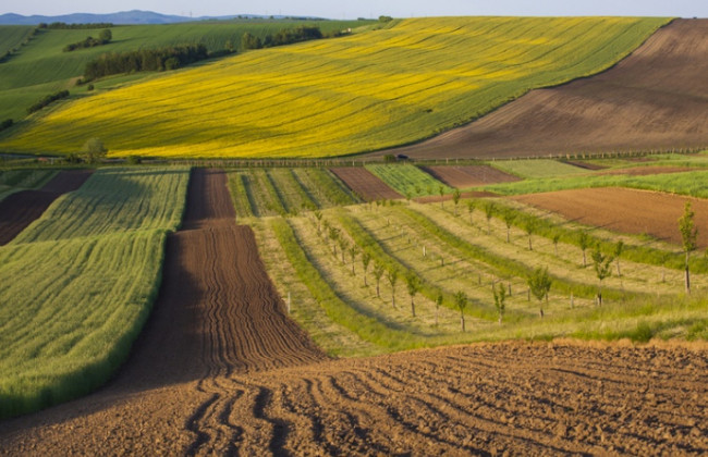 Депутати пропонують ввести грошову компенсацію за відмову від землі