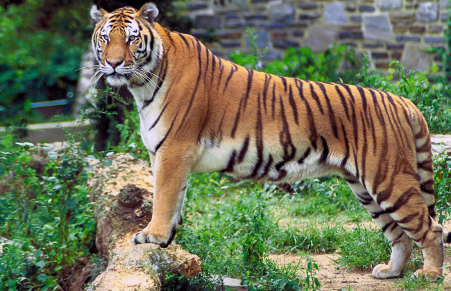 Поліція Києва виявила 6 покинутих тигрів: за тваринами не доглядали