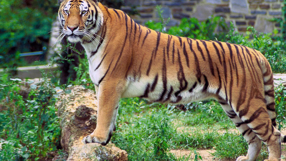 Поліція Києва виявила 6 покинутих тигрів: за тваринами не доглядали