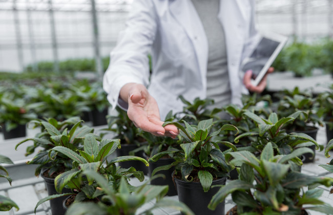 КГС ВС висловився щодо виконання ліцензійних договорів використання сорту рослин