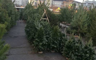 У Києві викрили півсотні незаконних ялинкових базарів