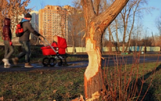 У столичному парку бродить дикий бобер: фото