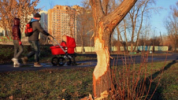 У столичному парку бродить дикий бобер: фото