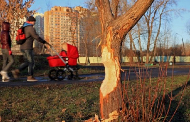 У столичному парку бродить дикий бобер: фото