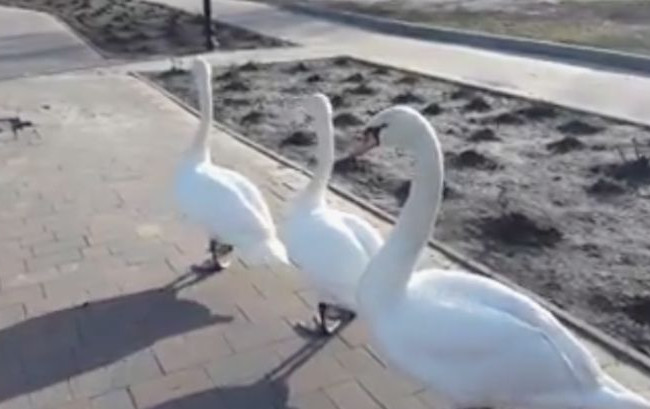 Лебеді здивували жителів одного з міст на Київщині, відео