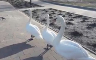 Лебеді здивували жителів одного з міст на Київщині, відео