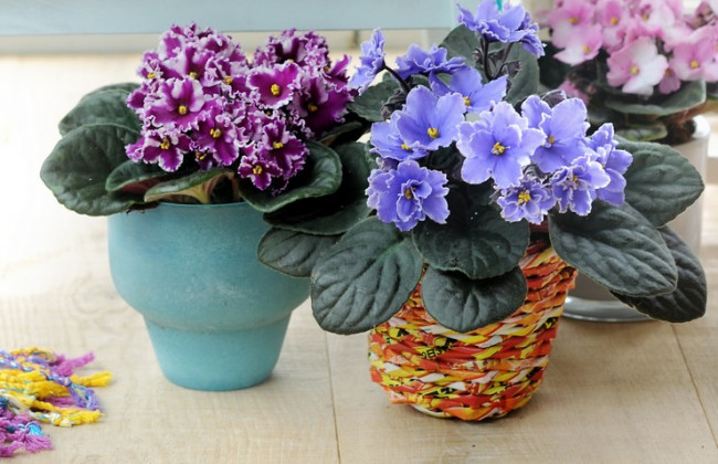 Киян запрошують на безкоштовну виставку фіалок: адреса