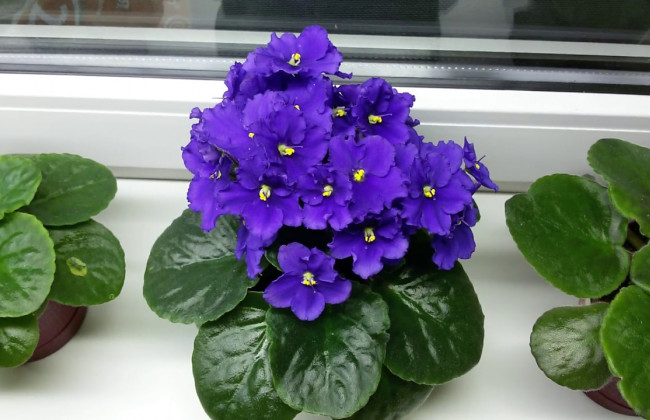 Киевлян приглашают на выставку фиалок: адреса