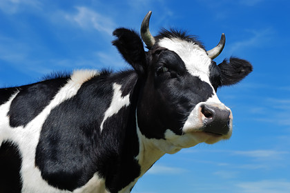 Раптова смерть: на Волині чоловіка вбила корова