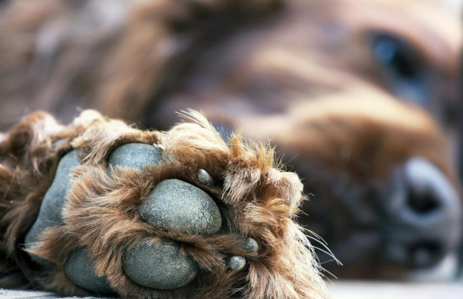 Жахлива знахідка: на сміттєзвалищі виявили купи мертвих тварин