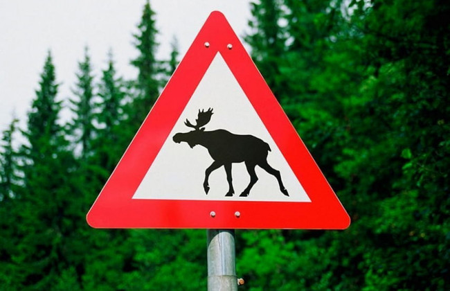 Столичними вулицями розгулює безпритульний лось: фото