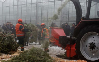 Киянам повідомили, скільки працюватимуть пункти збору новорічних ялинок