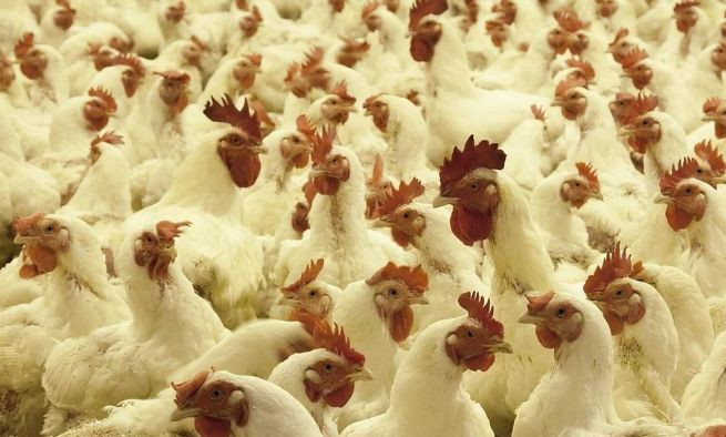 Україна увійшла до топ-5 найбільших експортерів курятини у світі