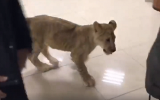 В Харькове  из контактного зоопарка на волю вырвался львенок, видео