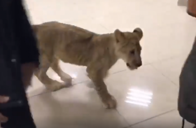 В Харькове  из контактного зоопарка на волю вырвался львенок, видео