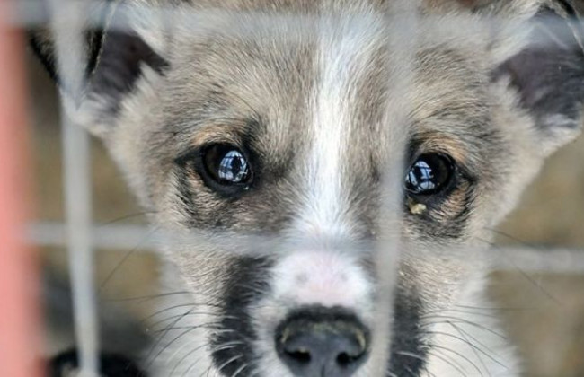 Верховна Рада розгляне законопроект щодо протидії знущанням над тваринами