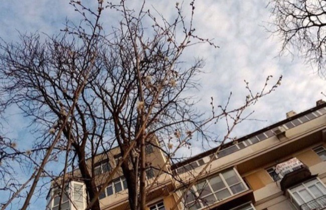 Лето посреди зимы: из-за аномального тепла в столице цветут деревья, фото