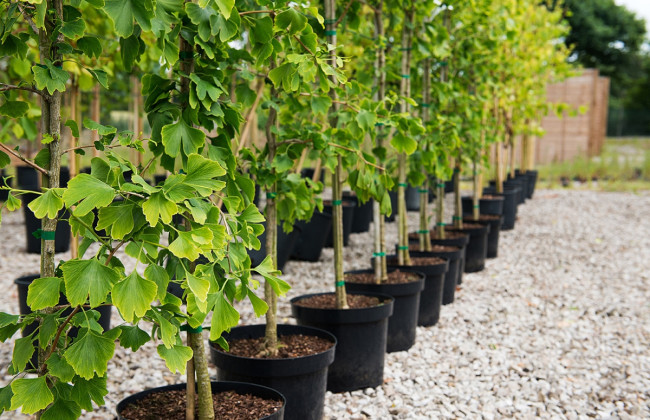 Киевлянам бесплатно раздадут саженцы деревьев: подробности