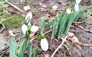 Весна посреди зимы: в Киеве распустились цветы, фото