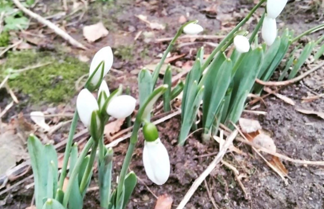Весна посреди зимы: в Киеве распустились цветы, фото